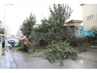 Ankara Çubuk'ta kuvvetli rüzgar nedeniyle ağaç otomobilin üzerine devrildi