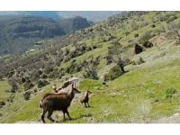 Tunceli'de çengel boynuzlu dağ keçileri fotokapanla görüntülendi