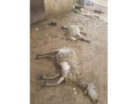 Elazığ'da sele kapılan 103 küçükbaş hayvan ile 2 eşek telef oldu