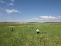 Şanlıurfa'da dolu yağışı ekili tarlalara zarar verdi