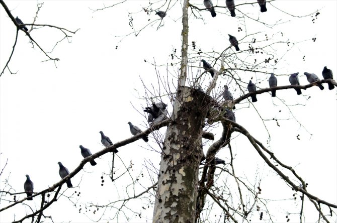 Ağaçta ipe dolanan güvercini itfaiye ekipleri kurtardı