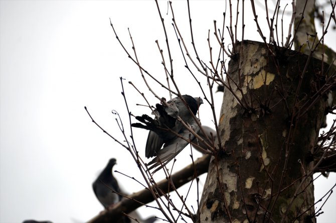 Ağaçta ipe dolanan güvercini itfaiye ekipleri kurtardı