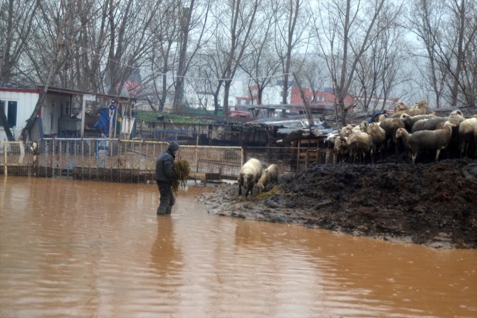 Manisa'da su basan çiftlikteki 30 hayvan telef oldu