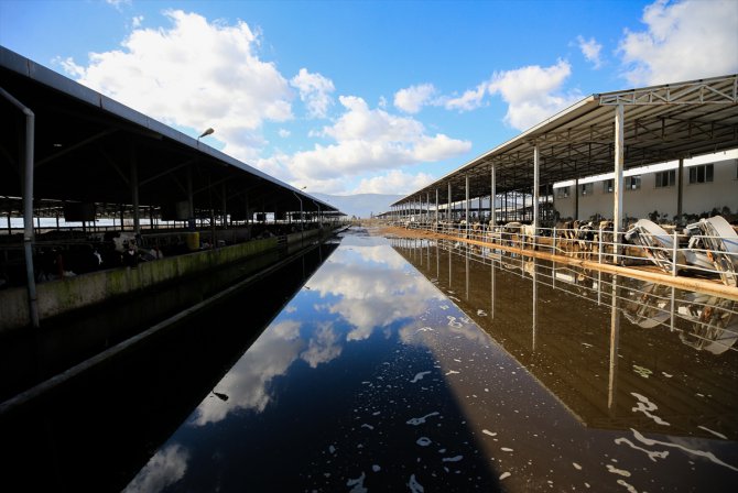İzmir'de rekor yağış tarım arazilerini göle döndürdü