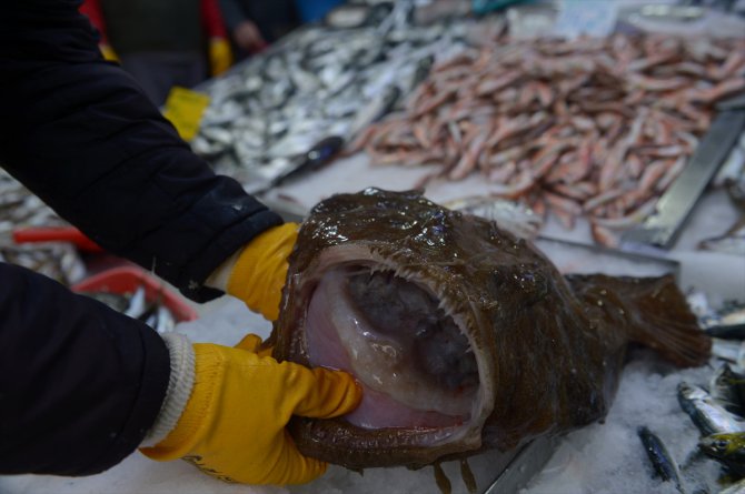 Karadeniz'de balıkçıların ağına fener balığı takıldı