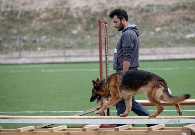 Köpekler uluslararası arama kurtarma sertifikası için yarıştı