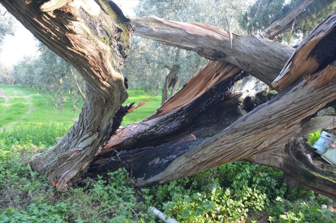 Bursa'da 7 asırlık tescilli 2 servi ağacını tahrip ettiler