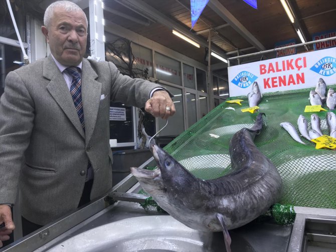 Marmara'dan 3 metrelik yılan balığı çıktı
