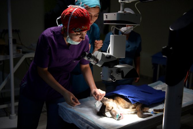 Köpeğe katarakt ameliyatı yapıldı
