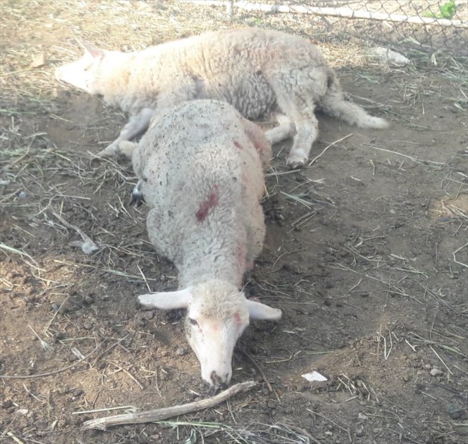 Muğla'da köpeklerinin 10 koyunu telef ettiği iddiası