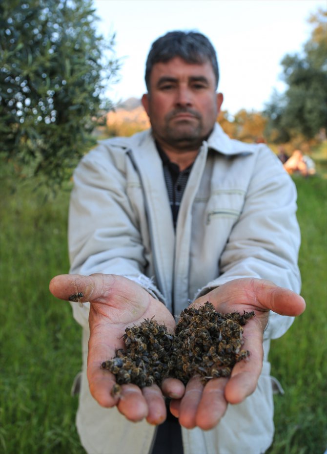Muğla'da toplu arı ölümleri