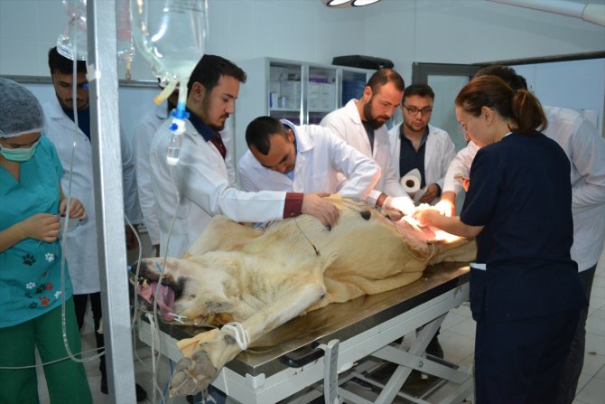 "Anadolu aslanı" ameliyat masasında
