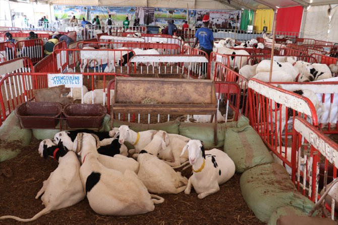 Senegal'de 20. Uluslararası Tarım ve Hayvancılık Fuarı