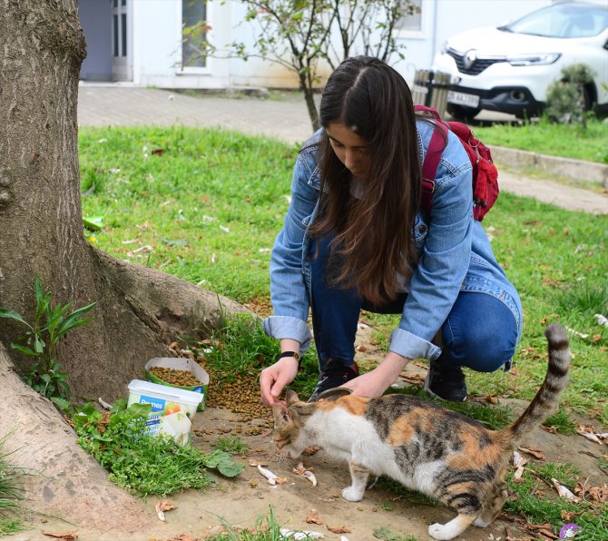 Sokak kedileri genç kızın adeta yolunu gözlüyor
