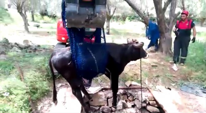 Muğla'da foseptik çukuruna düşen inek kurtarıldı
