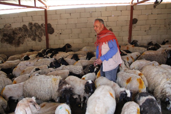 Koyunların arasına karışan dağ ceylanı yavrusu koruma altına alındı