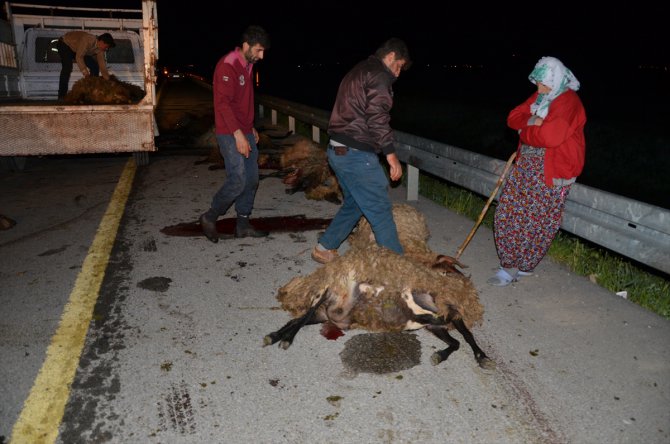 Muş'ta otomobil koyun sürüsüne çarptı