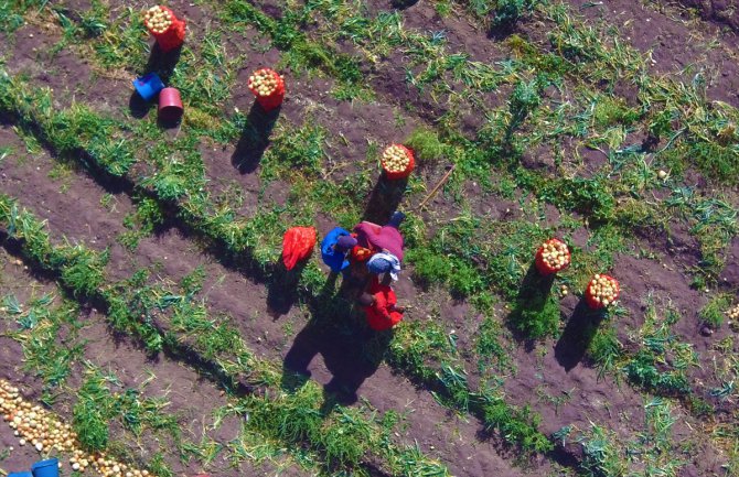 HUZUR VE BEREKET AYI RAMAZAN - Soğan işçilerinin ramazanda zorlu mesaisi