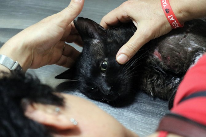 Pitbull'un yaraladığı kedi yaşam mücadelesi veriyor