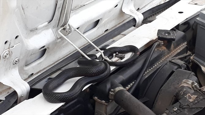 Otomobilin motor bölümüne giren yılan uzun uğraş sonucu çıkarıldı