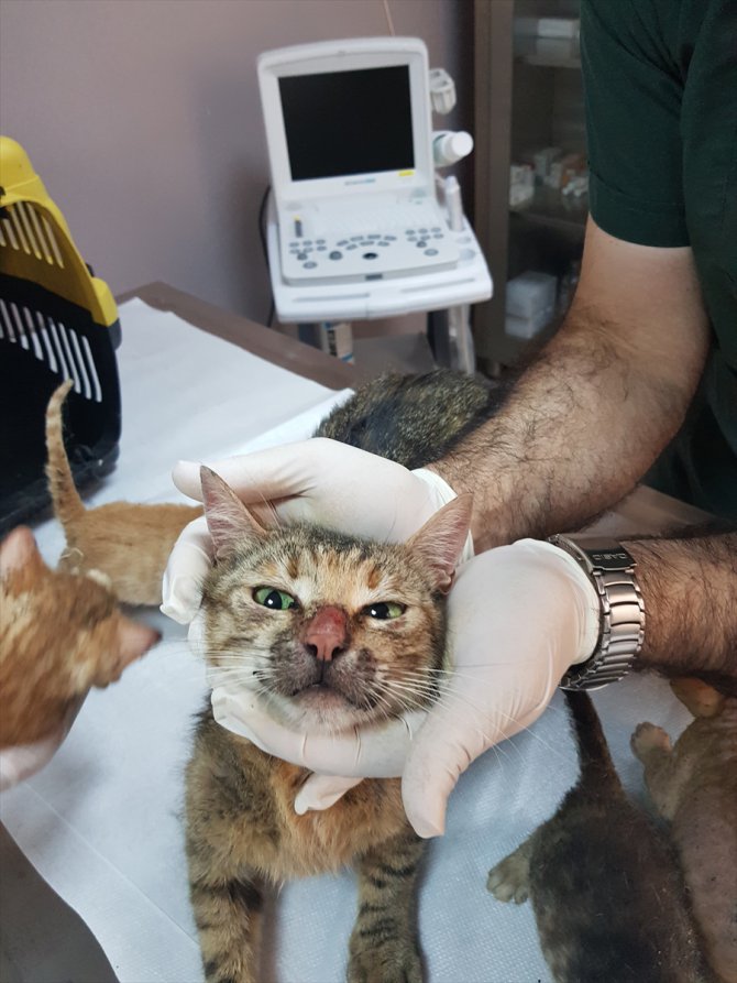 Yangından kurtarılan kediler tedavi altına alındı