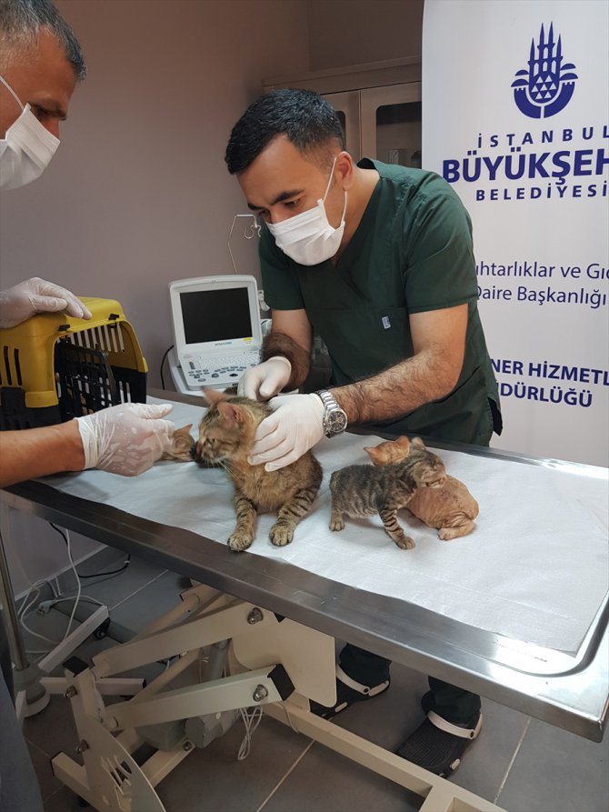 Yangından kurtarılan kediler tedavi altına alındı