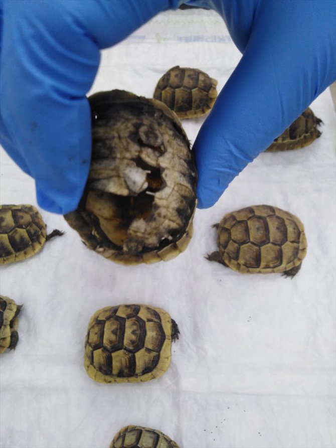 Mezarlıkta yan yana dizili çok sayıda kaplumbağa ölüsü bulunması