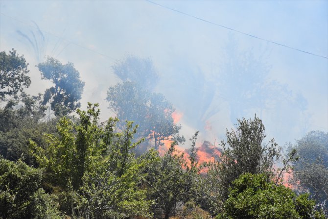 Bodrum'da makilik alanda yangın çıktı