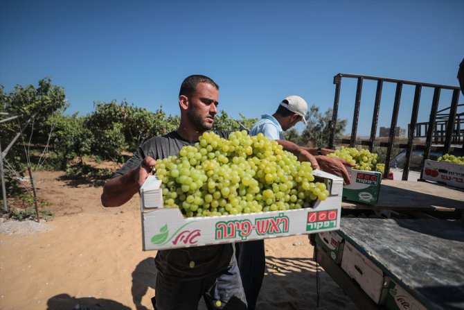 Gazze'de üzüm hasadı kötü başladı