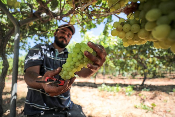 Gazze'de üzüm hasadı kötü başladı
