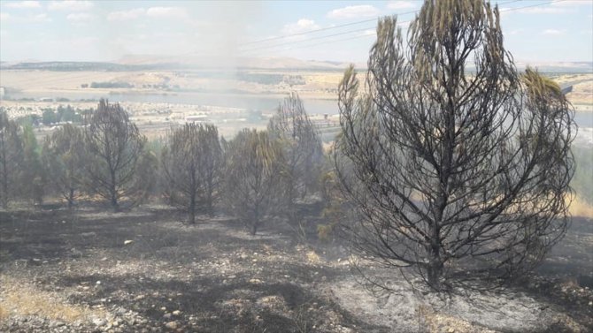 Gaziantep'te ormanlık alanda yangın