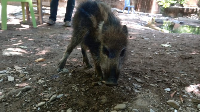 Gaziantep'te bulunan yaban domuzu yavrusu koruma altına alındı