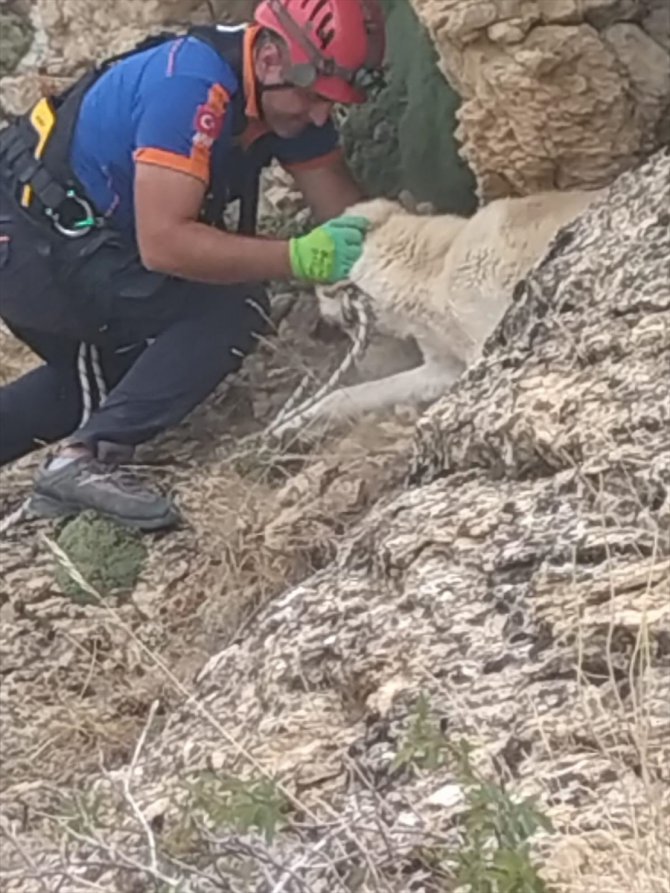 Erzincan'da kayalıklarda mahsur kalan köpek ekiplerce kurtarıldı