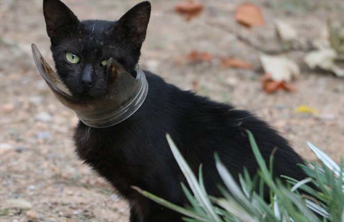 Kedi kurtarma operasyonunda "mangal" yöntemi de fayda etmedi