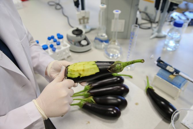 Deri hastalıklarına "patlıcanlı" çözüm