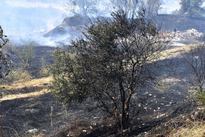 Manisa'da yaklaşık 300 zeytin ağacı yandı