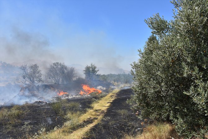 Manisa'da yaklaşık 300 zeytin ağacı yandı