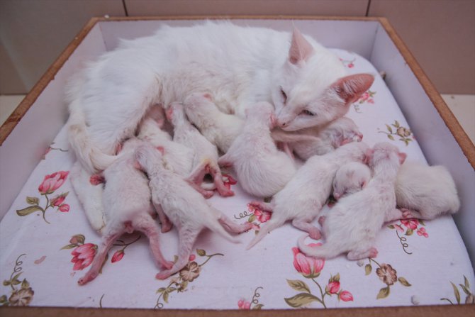 Van'ın "Nazlı" kedisi 10 yavru doğurdu
