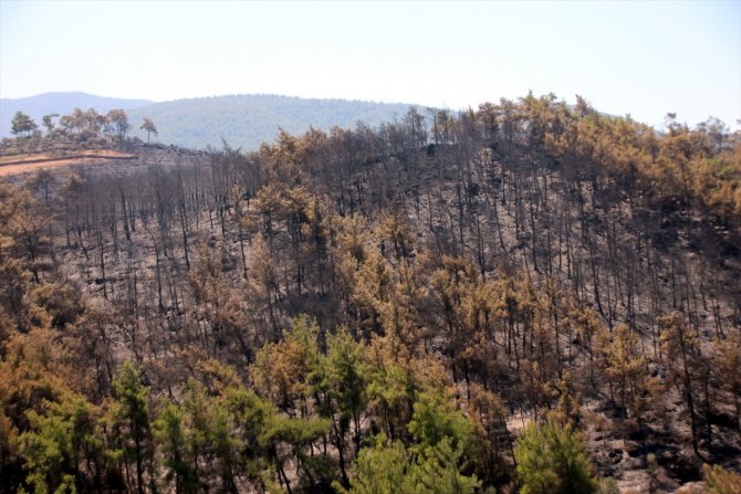 Bodrum'daki orman yangını