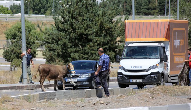 Erzurum'da kaçan kurbanlık güçlükle yakalandı