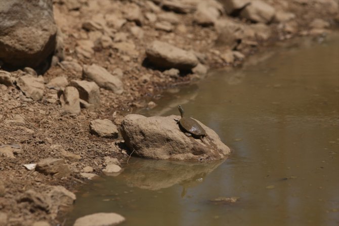 Susuz kalan kaplumbağalara "can suyu"