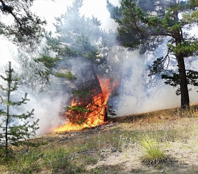 Yozgat'ta orman yangını