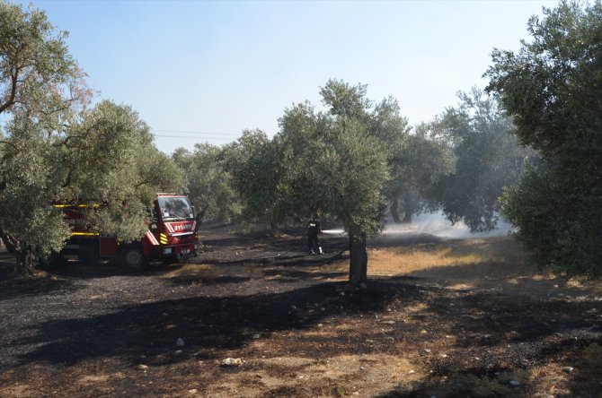 Aydın'da zeytinliklerde yangın