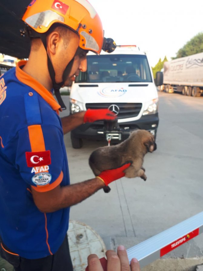 Adana'da rögardan düşen köpek yavruları kurtarıldı
