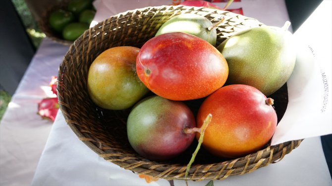 Antalya'da "Tropikal Meyve Hasat Şenliği"