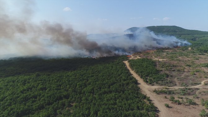 Edirne'de orman yangını