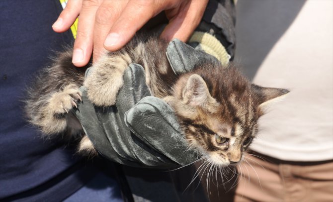 Çatı arasında mahsur kalan kedi kurtarıldı