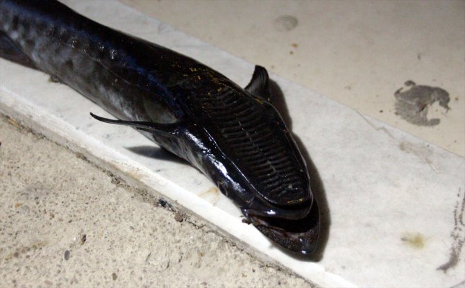 Bodrum'da oltaya vantuz balığı takıldı