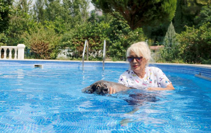 Havuzlu villasını 85 köpeğe açtı