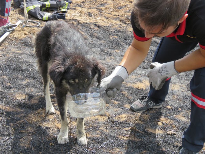 Kırklareli'nde kuyuya düşen köpek kurtarıldı